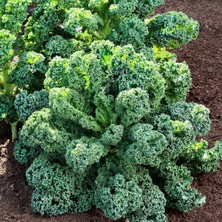 Zengarden Kıvırcık Bodur Kale Lahana Tohumu Dwarf Curled Kale Vates