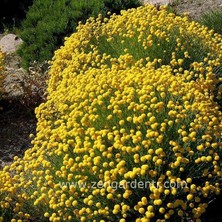 Zengarden Santolina Rosemarinifolia Tohumu Iri Çiçekli Yaz Kış Yeşil