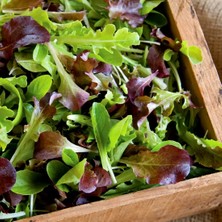 Zengarden Fransız Mesclun Salata Tohum Karışımı