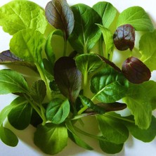 Zengarden Mini Pak Choi Salata Tohum Karışımı