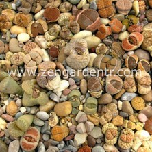 Zengarden Lithops Tohumu Nadir 40 Tür Özel Karışım