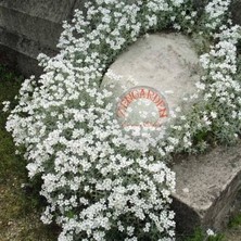 Zengarden Cerastium Tohumu Sadece 10-15 cm Boylanan Yayılıcı Tür