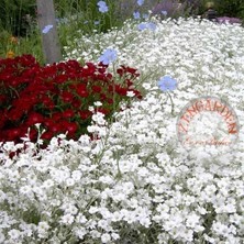 Zengarden Cerastium Tohumu Sadece 10-15 cm Boylanan Yayılıcı Tür