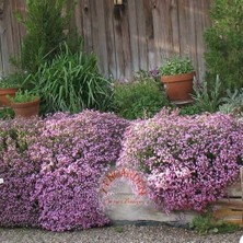 Zengarden Saponaria Tohumu Sarkan Mine Çiçeği Pembe