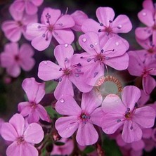 Zengarden Saponaria Tohumu Sarkan Mine Çiçeği Pembe