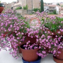 Zengarden Saponaria Tohumu Sarkan Mine Çiçeği Pembe