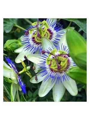 Köy Tohumları 25 Adet Nadir Tropikal Passiflora Çarkıfelek Çiçek Çiçeği Tohumu Saksı Top