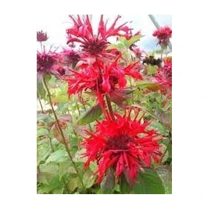 Köy Tohumları 10 Adet Tohum Nadir Bulunan Kırmızı Bergamot Çiçeği Tohumu