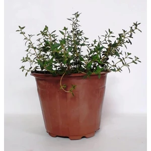 Saksılı Kekik Fidanı 10-20 cm Potted Thyme Sapling