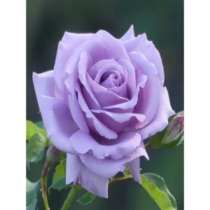 Saksılı Yediveren Lila Gül Fidanı 1 Adet 30-50 cm Yediveren Lilac Rose