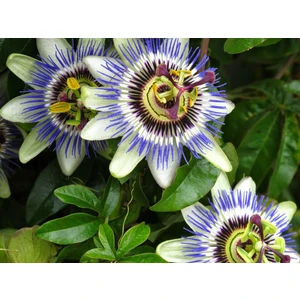 Köy Tohumları 50 Adet Nadir Passiflora Çarkıfelek Çiçek Çiçeği Tohumu Saksı Toprak