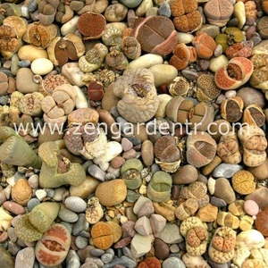 Lithops Tohumu Nadir 40 Tür Özel Karışım