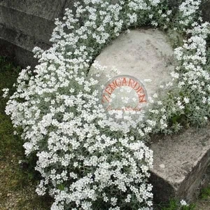Cerastium Tohumu Sadece 10-15 cm Boylanan Yayılıcı Tür