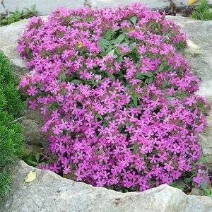 Saponaria Tohumu Sarkan Mine Çiçeği Pembe