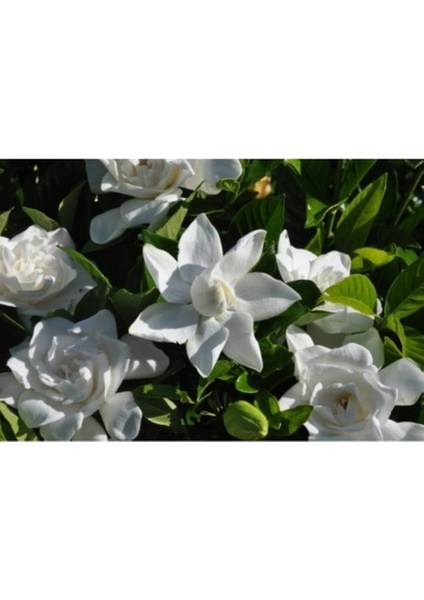 Gardenya Çiçeği Fidanı 10-20 cm