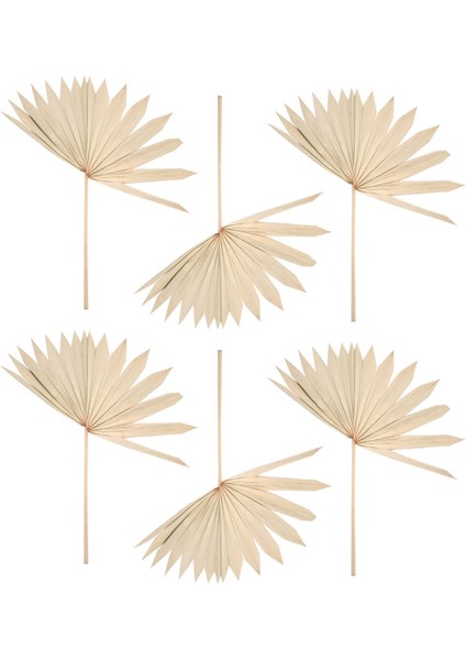 6 Adet Kurutulmuş Palmiye Yaprakları Doğal Kurutulmuş Palmiye Hayranları Kurutulmuş Çiçek Buketi Düğün Dekorları Kurutulmuş Fan Palmiye Yaprakları (Yurt Dışından) fiyatları