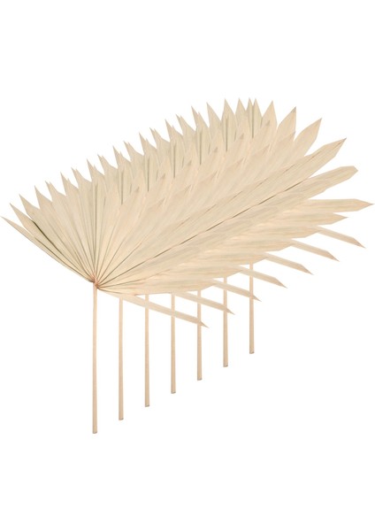 6 Adet Kurutulmuş Palmiye Yaprakları Doğal Kurutulmuş Palmiye Hayranları Kurutulmuş Çiçek Buketi Düğün Dekorları Kurutulmuş Fan Palmiye Yaprakları (Yurt Dışından) modelleri