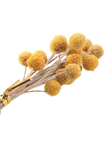 40 Adet Kurutulmuş Craspedia Çiçekler Kurutulmuş Düğme Topları Çiçekler, Düzenlemeler Düğün Ev Dekor Için Kurutulmuş Çiçek Buketi (Yurt Dışından)