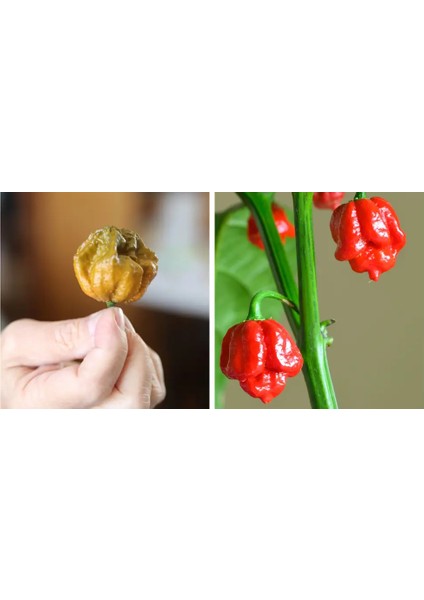 Hot Pepper Collector Pepper x / 2,69 Milyon Scoville  - Gerçek Taze Biber / 2,5 Milyon Scoville No: 1