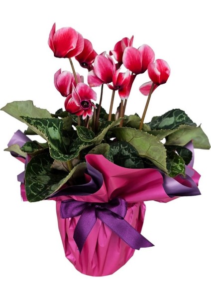 Sıklamen - Cyclamen