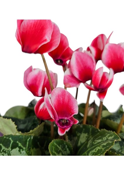 Sıklamen - Cyclamen fiyatları
