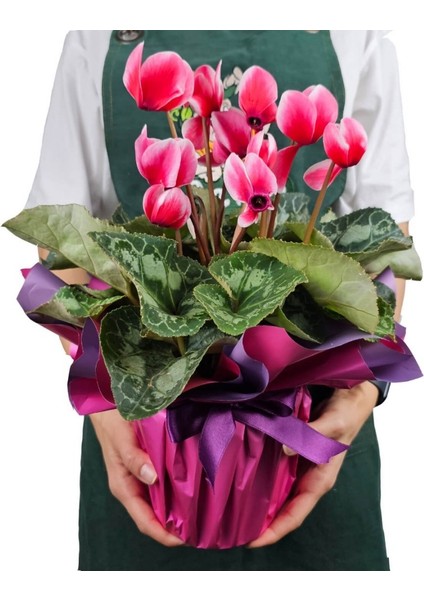 Sıklamen - Cyclamen modelleri