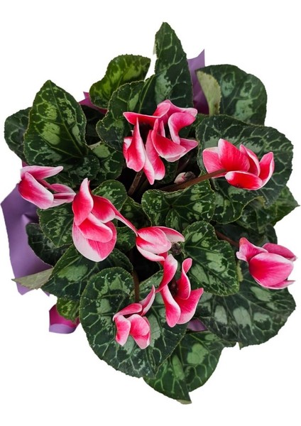 Sıklamen - Cyclamen fırsatları