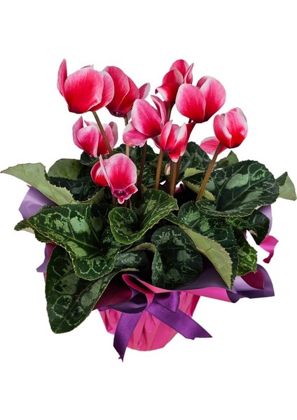 Sıklamen - Cyclamen indirimleri