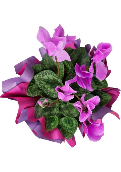 Sıklamen - Cyclamen Pembe