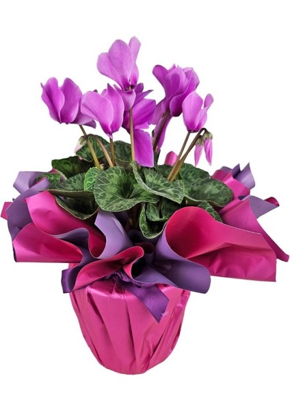 Sıklamen - Cyclamen Pembe fiyatları