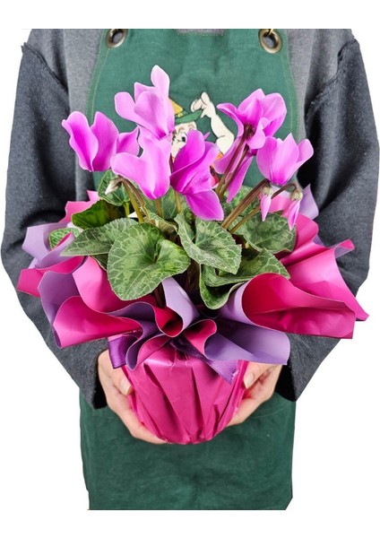 Sıklamen - Cyclamen Pembe indirimleri