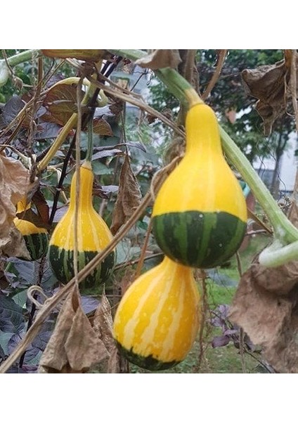 100 Adet Tohum Sarı Yeşil Süs Mini Kabak Tohumu Organik Saksı Toprak