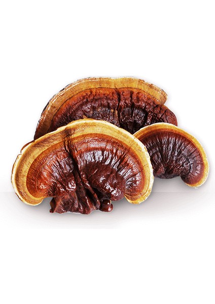 Silvan Mantar Kırmızı Reishi Mantarı Tohumu Ganoderma Lucidum Mantar Tohumu