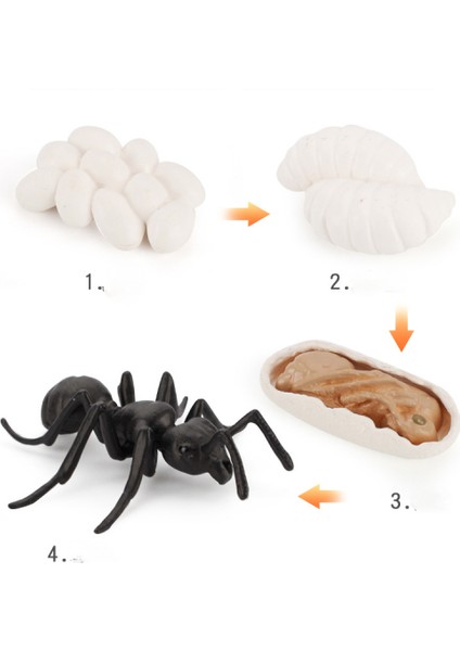 Hayvan Büyüme Döngüsü Biyolojik Model Oyuncak Büyüme Aşaması Gerçekçi Karınca Yaşam Döngüsü Modeli Oyuncak Seti Çocuklar Için Eğitim Böcek Temalı Parti Iyilik (Yurt Dışından)