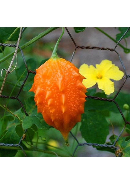 Kudret Narı Tohumu Bitter Melon Seeds Momordica Charantia