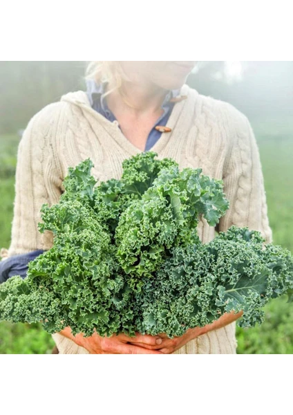 Kıvırcık Bodur Kale Lahana Tohumu Dwarf Curled Kale Vates