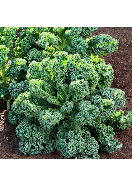 Kıvırcık Bodur Kale Lahana Tohumu Dwarf Curled Kale Vates