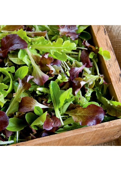 Fransız Mesclun Salata Tohum Karışımı