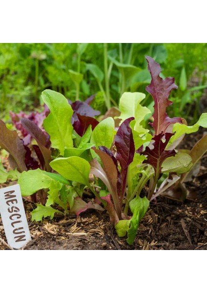 Fransız Mesclun Salata Tohum Karışımı