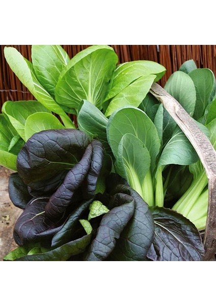 Mini Pak Choi Salata Tohum Karışımı