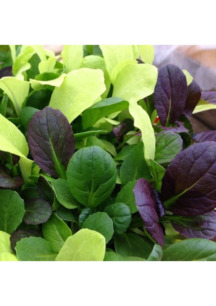 Mini Pak Choi Salata Tohum Karışımı fiyatları