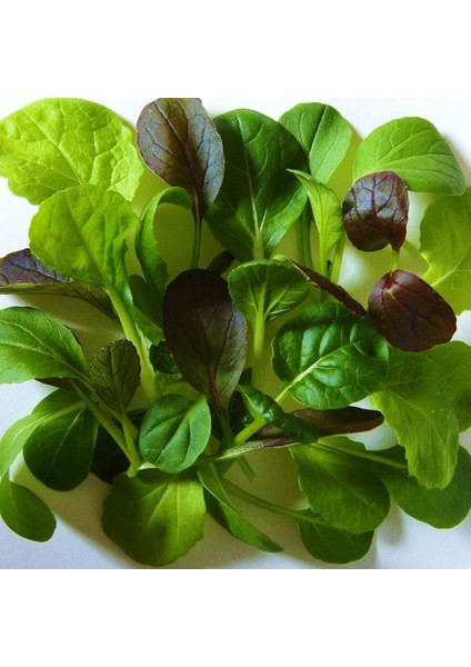 Mini Pak Choi Salata Tohum Karışımı fırsatları