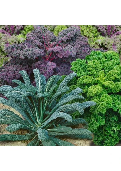 Gökkuşağı Kale Lahana Tohumu Karışımı Kale Kaleidoscope Seeds