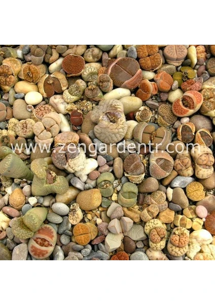 Lithops Tohumu Nadir 40 Tür Özel Karışım