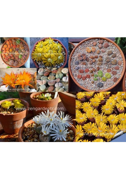 Lithops Tohumu Nadir 40 Tür Özel Karışım