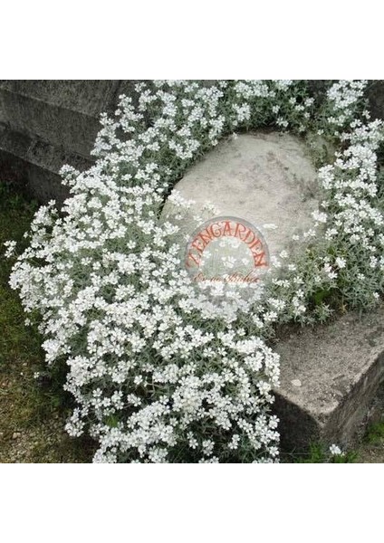 Cerastium Tohumu Sadece 10-15 cm Boylanan Yayılıcı Tür