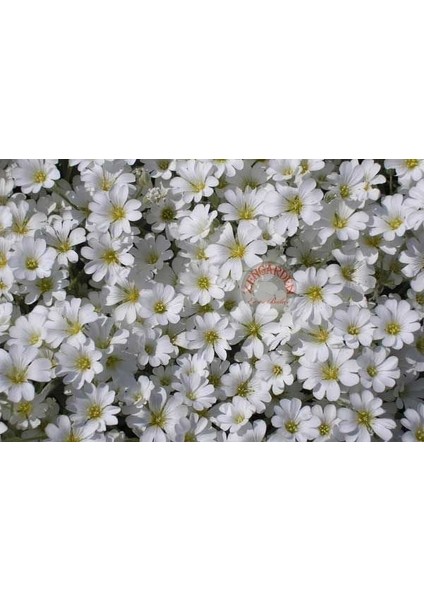 Cerastium Tohumu Sadece 10-15 cm Boylanan Yayılıcı Tür