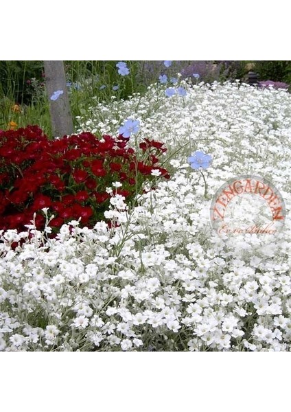 Cerastium Tohumu Sadece 10-15 cm Boylanan Yayılıcı Tür