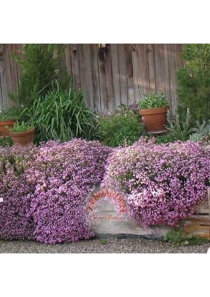 Saponaria Tohumu Sarkan Mine Çiçeği Pembe