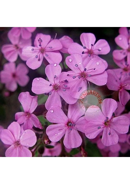 Saponaria Tohumu Sarkan Mine Çiçeği Pembe